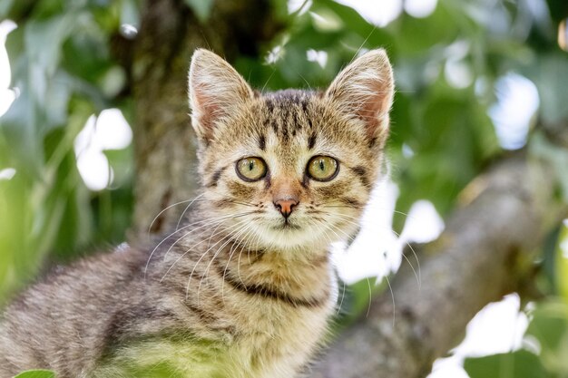 Маленький полосатый котенок с внимательным взглядом в саду на дереве