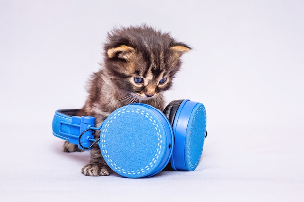 Little striped kitten with headphones. Music in everyday life. Listen to your favorite music