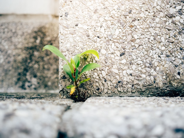 Little strong sprout growing in the corner of concrete ground.