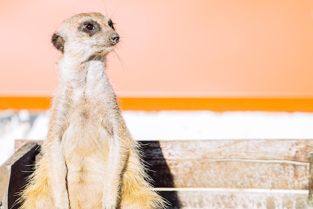 面白いポーズの動物園生活に座っている小さなスラカット