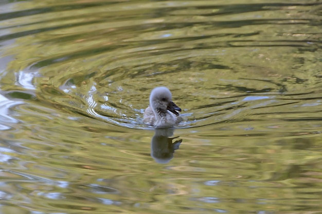 Little swan swimming towards the camera