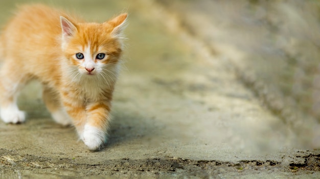 Little sweet cat. Orange kitty playing outside. Adorable baby cat portrait.