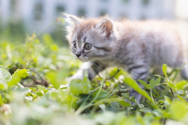 太陽の下で草の中の小さなぶち子猫