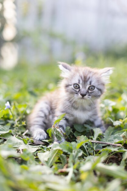 太陽の下で草の中の小さなぶち子猫