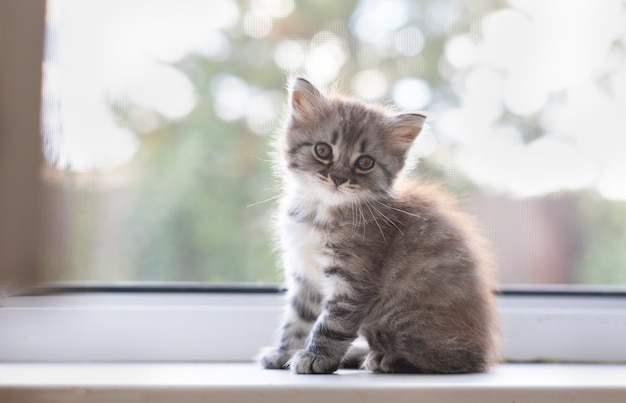 家の中の小さなぶち子猫