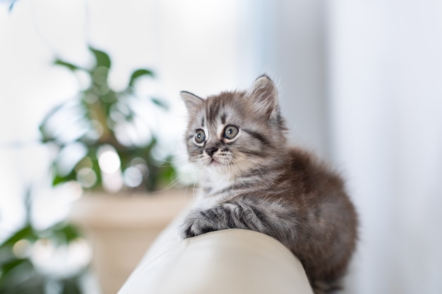 家の中の小さなぶち子猫