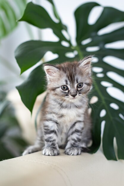 家の中の小さなぶち子猫