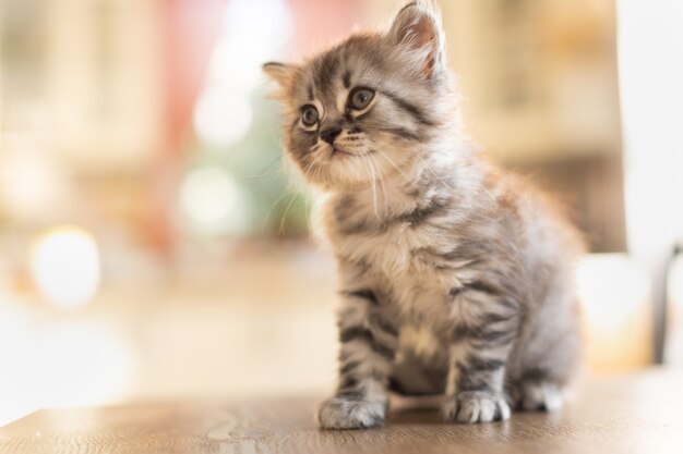 家の中の小さなぶち子猫