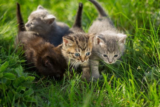 Little tabby kittens on green grass