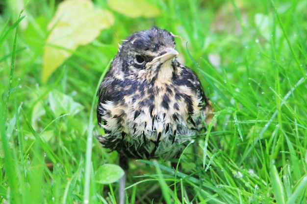 Little thrush chick looking for her mom in tall grass