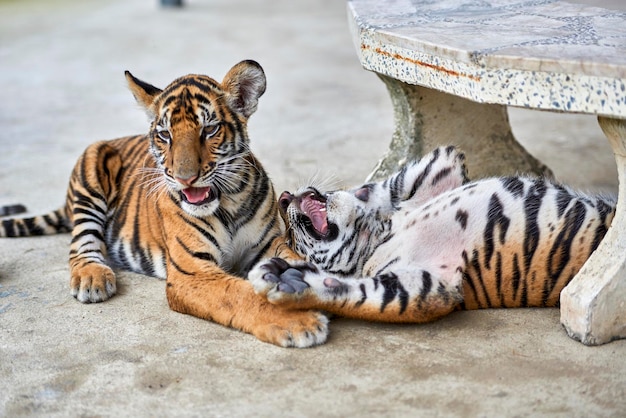 Little tiger cubs two kittens play an incredible feeling of\
impressions remained for life