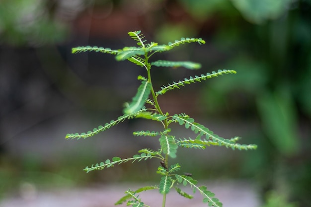 Foto piccola pianta che cresce