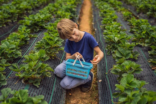 Photo little toddler boy on organic strawberry farm in summer picking berries