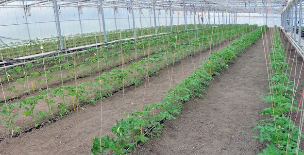 little tomato plants in greenhouse school laboratory experiment