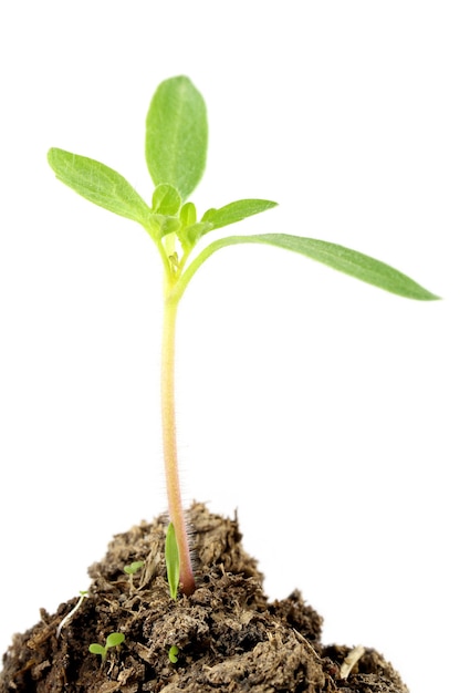 A little tomato seedling over white background