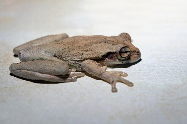 Photo little tree frog sitting on the wall