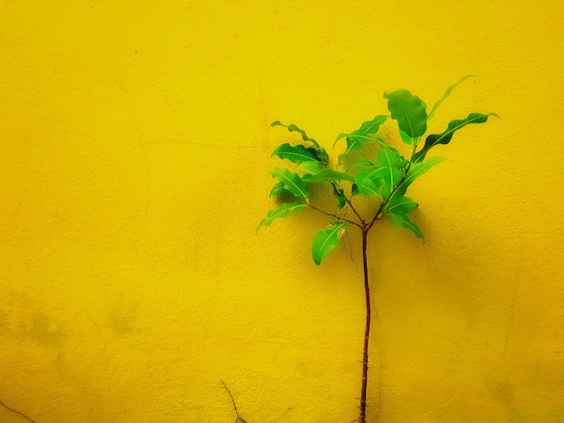 Little tree grows beside the yellow wall