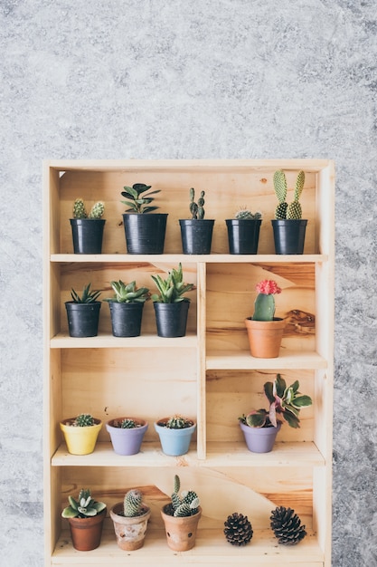 Little tree in little pot, plant decoration in home or office