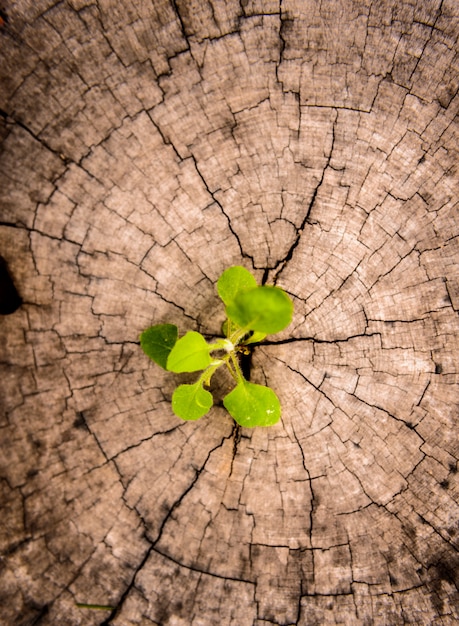 Foto piccolo albero sul ceppo