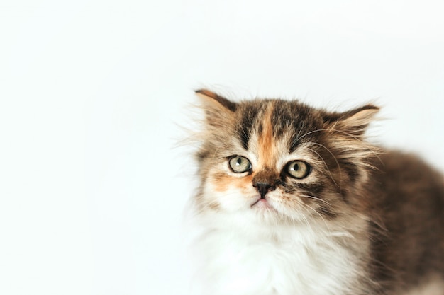 Little tricolor kitten posing