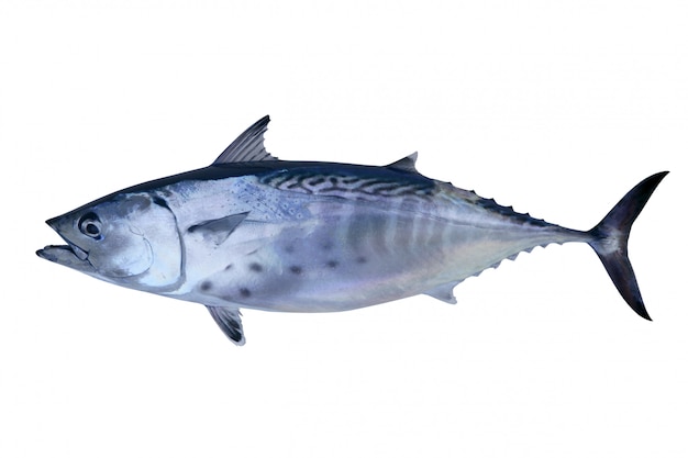 Little tunny catch tuna fish Atlantic seafood 