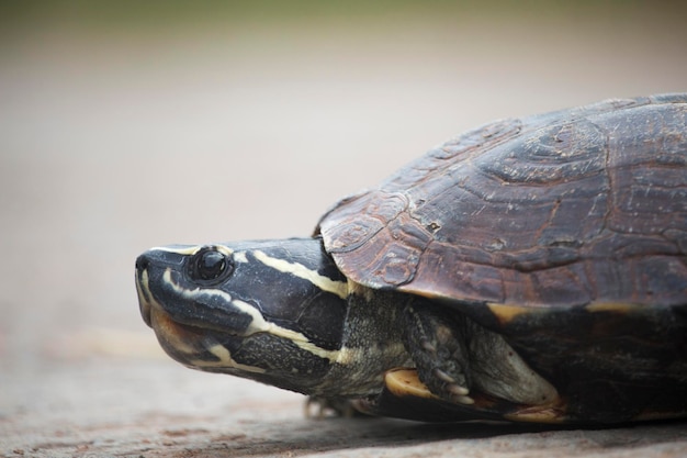 The little turtle is walking on a concrete road