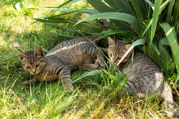 Little two kittens playing in the grass