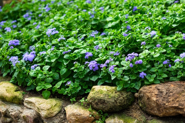 緑の葉の上の小さな紫色の花