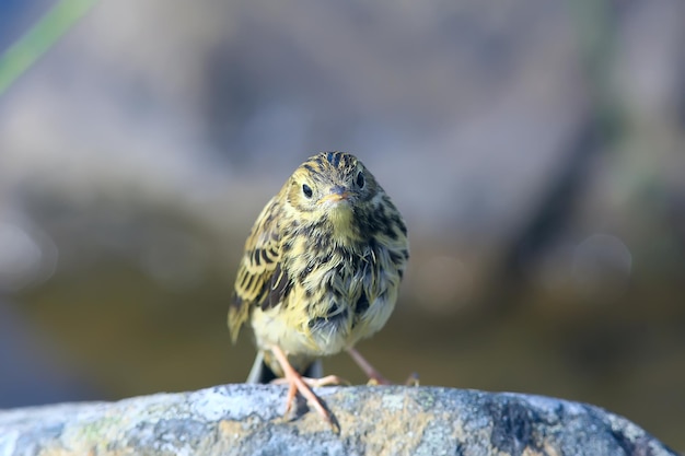 小さなセキレイのひよこ、石の上に座っている野生生物の鳥
