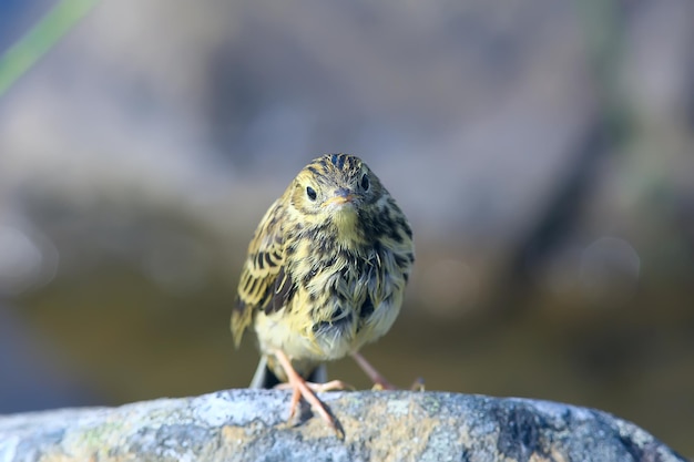 Little wagtail bird chick, wildlife bird sitting on a stone