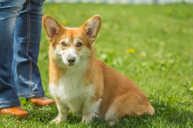 Little Welsh Corgi type of reddish white color