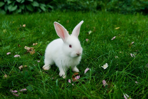 Little white bunny sitting in green grass Easter concept