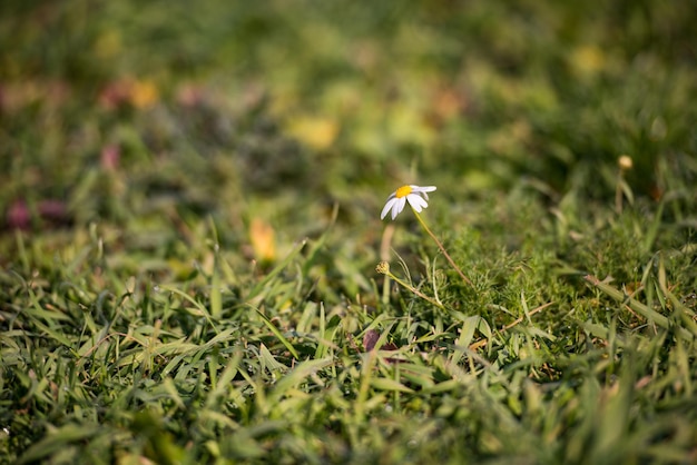 背景に緑のフィールドを持つ小さな白いデイジーの花