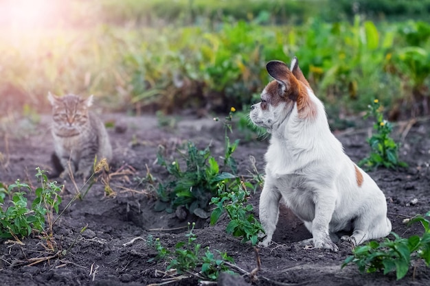 Little white dog sitting in the garden next to a small striped\
kitten dog and cat are friends