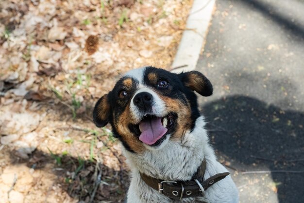 黒い斑点のクローズアップの肖像画と小さな白い犬