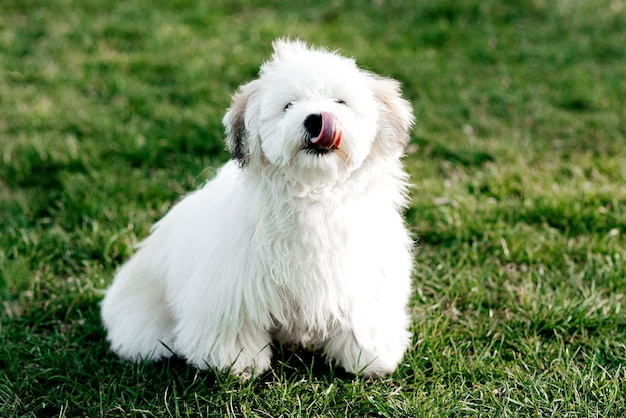 Маленькая белая собака