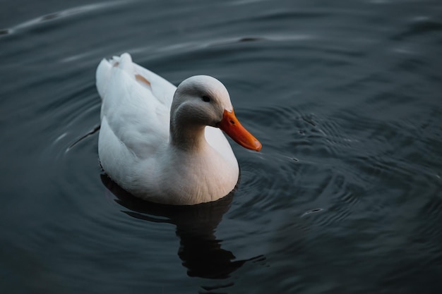 Little White Duck is swimming on the lake