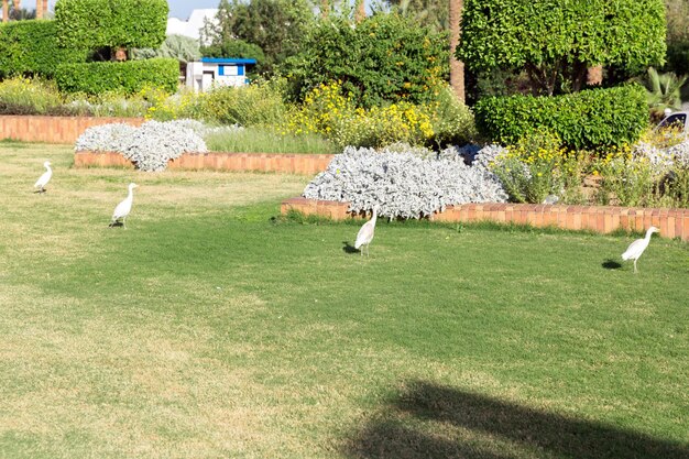 Little white egret on grass in sunny Egypt