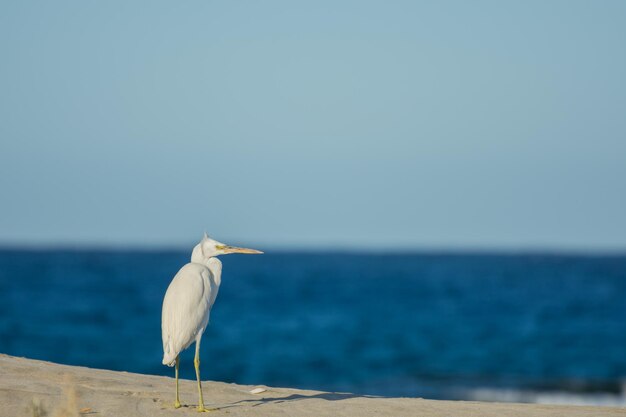 Little white egret standing on the beach and looks to the side in egypt