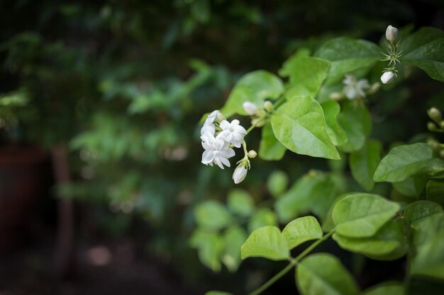 Foto piccoli fiori bianchi nel verde giardino al pomeriggio