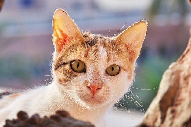 小さな白と灰色の猫