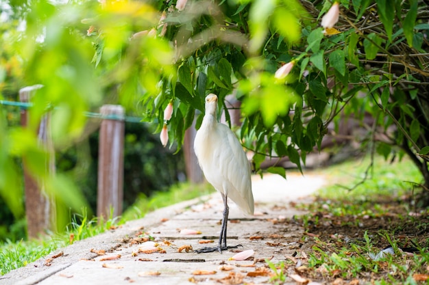 緑豊かな公園で黄色の頭を持つ小さな白いサギ。バードウォッチング