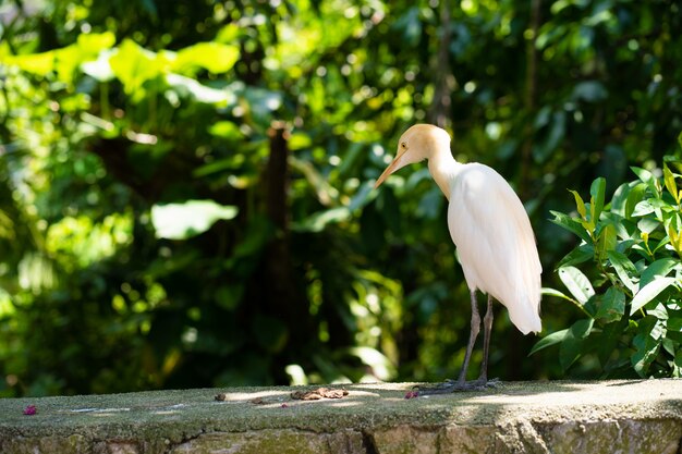 Little white heron with a yellow head in a green park. Bird watching