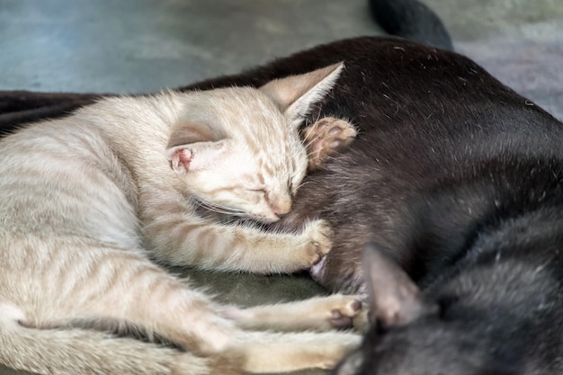 Маленький белый котенок мило обнимает маму черную кошку