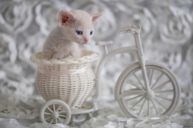 Gattino bianco si siede in una bici decorativa