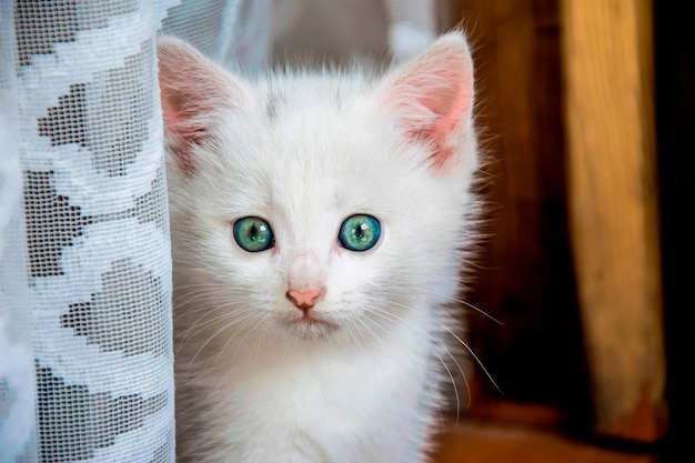 Piccolo gattino bianco con uno sguardo spaventato vicino a una tenda bianca a casa