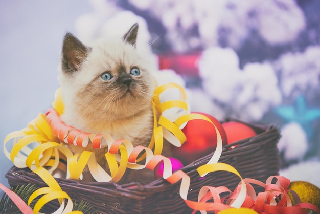 Little white kitten wrapped in serpentine sitting in a basket with christmas decoration