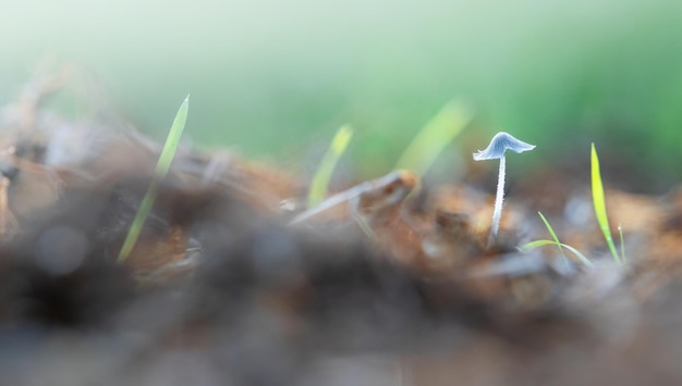 Photo little white mashroom in grass