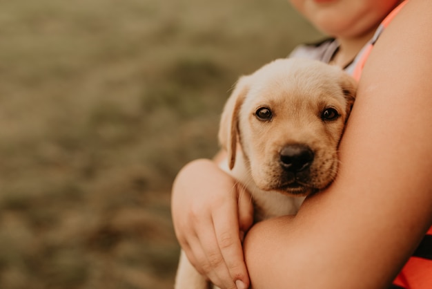 A little white puppy dog labrador lies in the arms of a child's boy