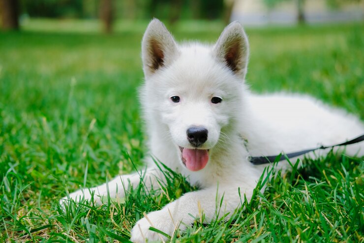 小さな白い子犬ハスキーは公園の芝生の上に横たわっています。